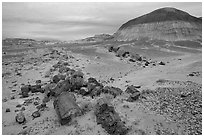 Fossilized wood on soft layer of earth made of mud, sand, and ash. Petrified Forest National Park, Arizona, USA. (black and white)