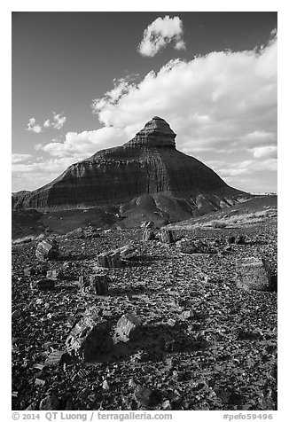 Petrified wood and eroded monolith. Petrified Forest National Park (black and white)