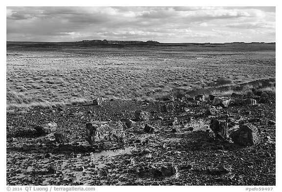 Petrified wood and plain. Petrified Forest National Park (black and white)