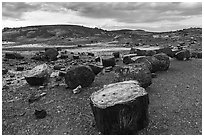 Dense concentration of petrified wood at sunset, Crystal Forest. Petrified Forest National Park ( black and white)