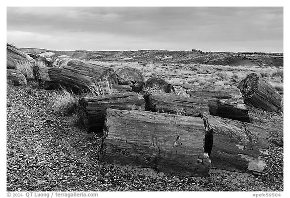 Last light illuminates large petrified wood logs, Crystal Forest. Petrified Forest National Park (black and white)