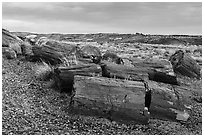 Last light illuminates large petrified wood logs, Crystal Forest. Petrified Forest National Park ( black and white)