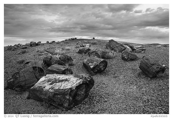 Large petrified wood logs and hill, Crystal Forest. Petrified Forest National Park (black and white)
