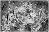 Section of colorful petrified wood, Rainbow Forest. Petrified Forest National Park ( black and white)