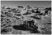 Giant Logs, Rainbow Forest. Petrified Forest National Park ( black and white)