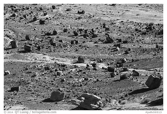 Petrified wood, Jasper Forest. Petrified Forest National Park (black and white)