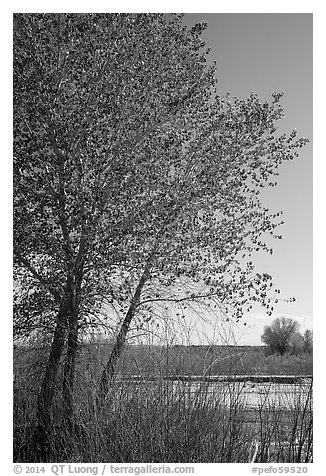Cottonwoods in spring, Dead Wash. Petrified Forest National Park (black and white)