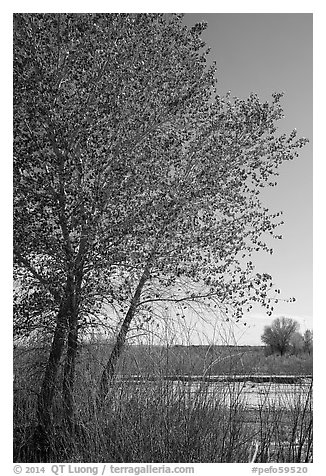 Cottonwoods in spring, Dead Wash. Petrified Forest National Park (black and white)