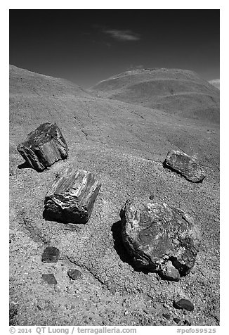 Petrified wood on red badlands,. Petrified Forest National Park (black and white)