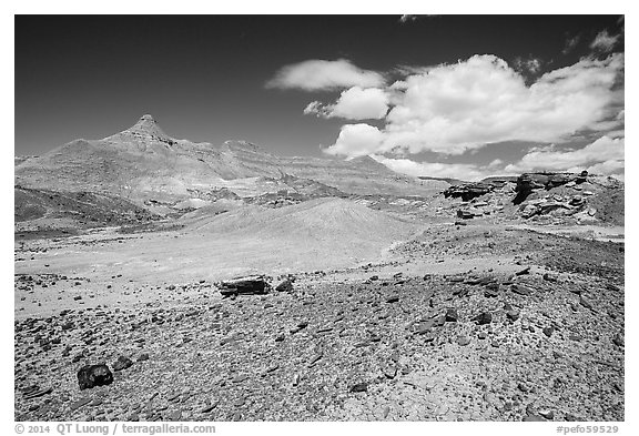 Badlands and petrified wood, Black Forest Wilderness. Petrified Forest National Park (black and white)