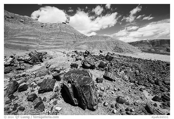 Black Forest, Black Forest Wilderness. Petrified Forest National Park (black and white)