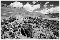 Black Forest, Black Forest Wilderness. Petrified Forest National Park ( black and white)