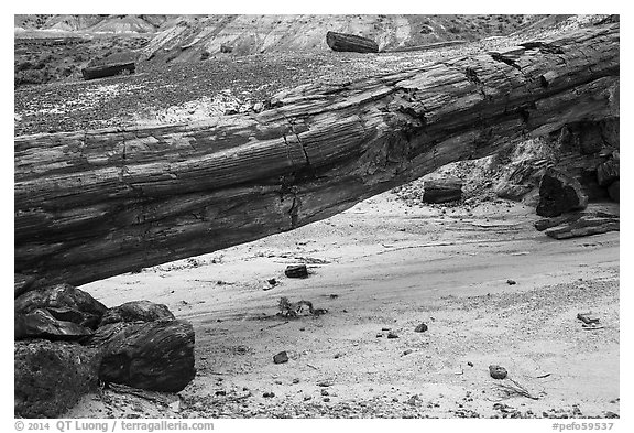 Natural bridge formed by petrified log. Petrified Forest National Park (black and white)