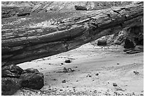Natural bridge formed by petrified log. Petrified Forest National Park ( black and white)