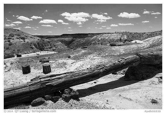 Onyx Bridge, petrified log spanning arroyo. Petrified Forest National Park (black and white)