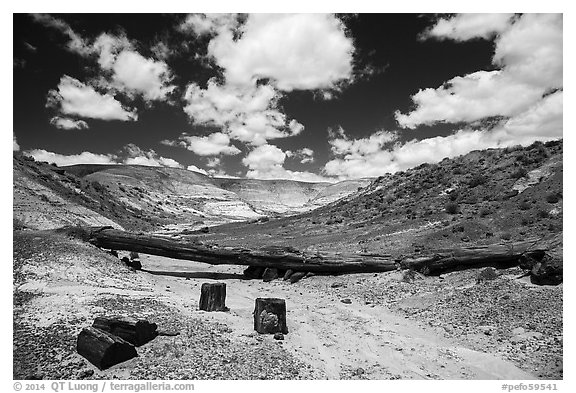 Black petrified wood, Onyx Bridge, Painted Desert. Petrified Forest National Park (black and white)