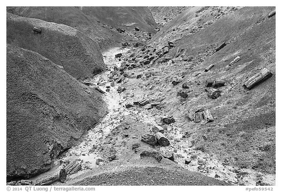 Red badlands filled with petrified wood, Black Forest Wilderness. Petrified Forest National Park (black and white)