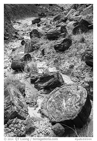 Logs of black petrified wood in Painted Desert. Petrified Forest National Park (black and white)