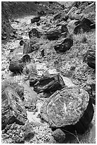 Logs of black petrified wood in Painted Desert. Petrified Forest National Park ( black and white)