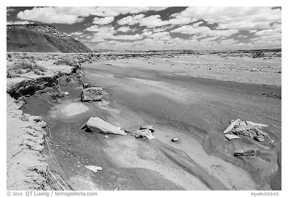 Lithodendron Wash, Black Forest Wilderness. Petrified Forest National Park (black and white)