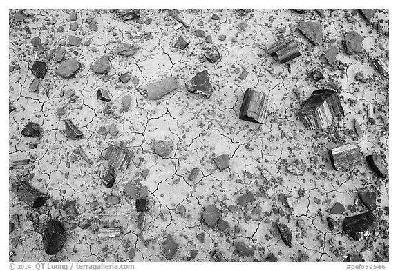 Ground view with black petrified wood. Petrified Forest National Park (black and white)