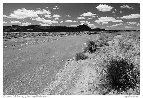 Dry Lithodendron Wash. Petrified Forest National Park (black and white)