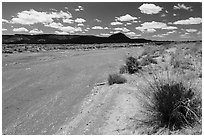 Dry Lithodendron Wash. Petrified Forest National Park ( black and white)