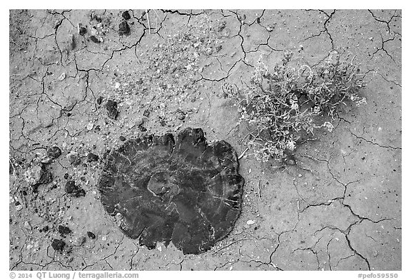 Ground view with buried section of black petrified wood. Petrified Forest National Park (black and white)