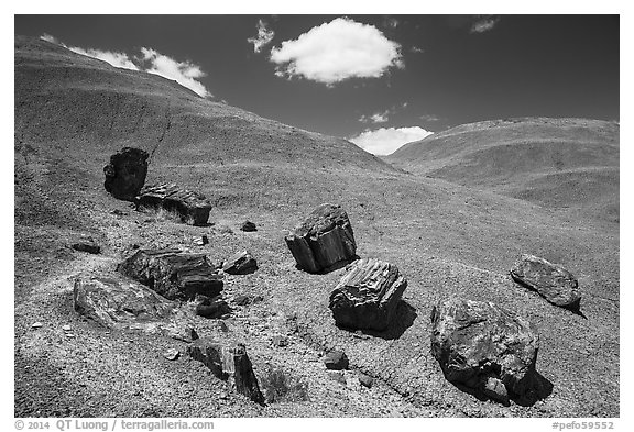 Red Desert badlands hills and black petrified logs. Petrified Forest National Park (black and white)