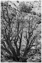 Juniper trees on slope. Petrified Forest National Park ( black and white)