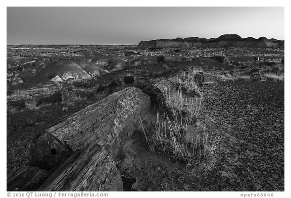 Petrfied logs at dawn, Longs Logs. Petrified Forest National Park (black and white)