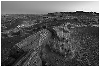 Petrfied logs at dawn, Longs Logs. Petrified Forest National Park ( black and white)