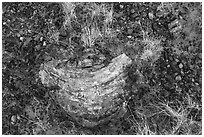 Close-up of grasses and pieces of petrified wood. Petrified Forest National Park ( black and white)