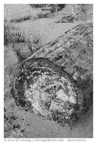 Petrified log with neat section. Petrified Forest National Park (black and white)