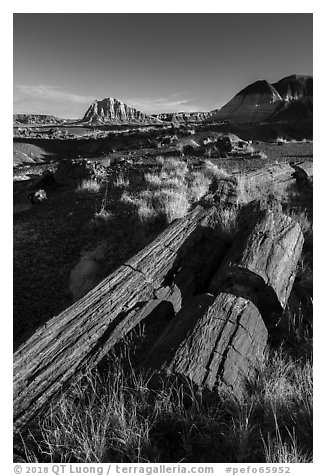 Tall petrified logs, Longs Logs. Petrified Forest National Park (black and white)