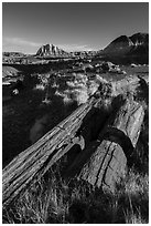 Tall petrified logs, Longs Logs. Petrified Forest National Park ( black and white)