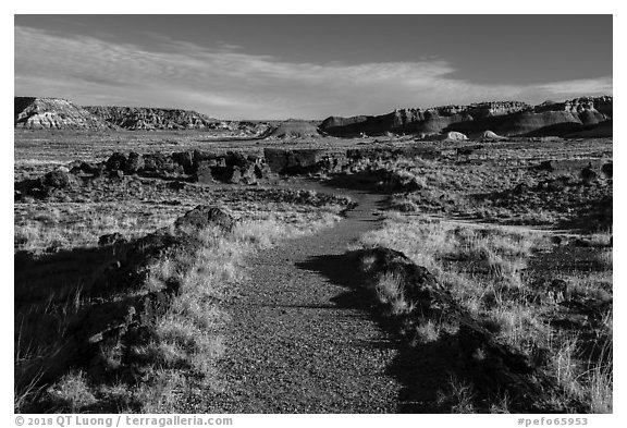 Trail, Longs Logs. Petrified Forest National Park (black and white)