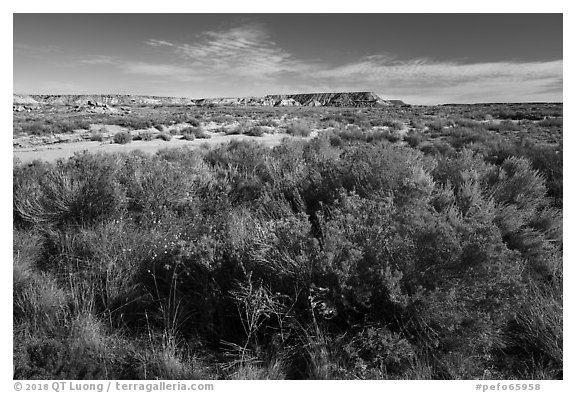 Rabbitbrush and wash. Petrified Forest National Park (black and white)