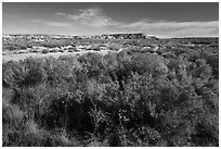 Rabbitbrush and wash. Petrified Forest National Park ( black and white)