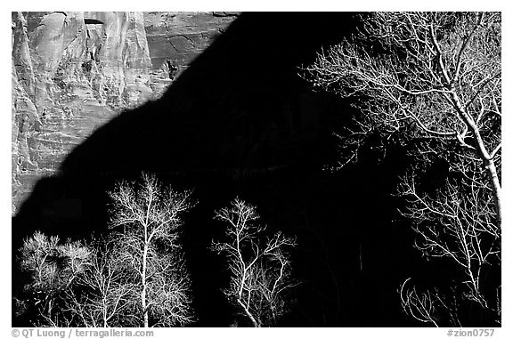 Bare cottonwoods and shadows in Zion Canyon. Zion National Park, Utah, USA.