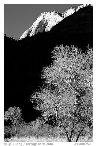 Bare cottonwoods and shadows near Zion Lodge. Zion National Park (black and white)