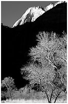 Bare cottonwoods and shadows near Zion Lodge. Zion National Park, Utah, USA. (black and white)