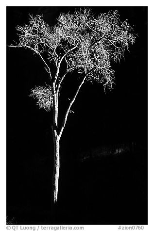 Spotlighted bare cottonwood, Zion Canyon. Zion National Park, Utah, USA.