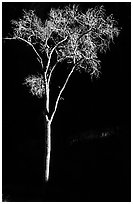Spotlighted bare cottonwood, Zion Canyon. Zion National Park, Utah, USA. (black and white)