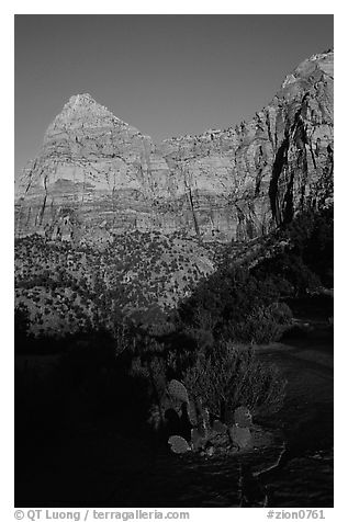 Cactus and Watchman at sunset. Zion National Park, Utah, USA.