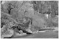 Virgin river at  entrance of the Narrows. Zion National Park, Utah, USA. (black and white)