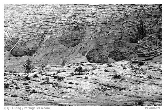Sandstone checkboard patterns, Zion Plateau. Zion National Park (black and white)
