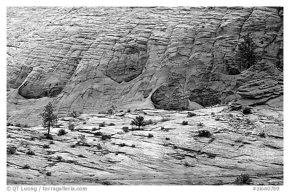 Sandstone checkboard patterns, Zion Plateau. Zion National Park, Utah, USA.