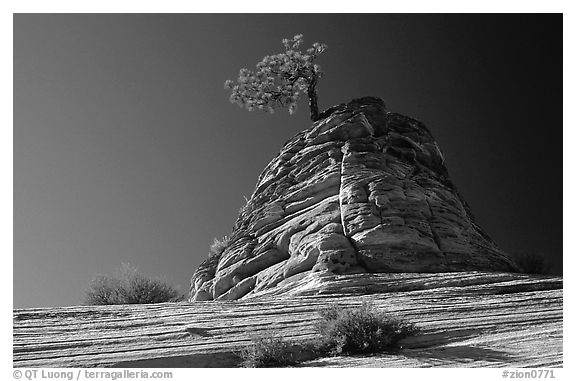 Lone pine on sandstone swirl, Mesa area. Zion National Park (black and white)