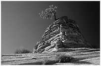 Lone pine on sandstone swirl, Mesa area. Zion National Park, Utah, USA. (black and white)